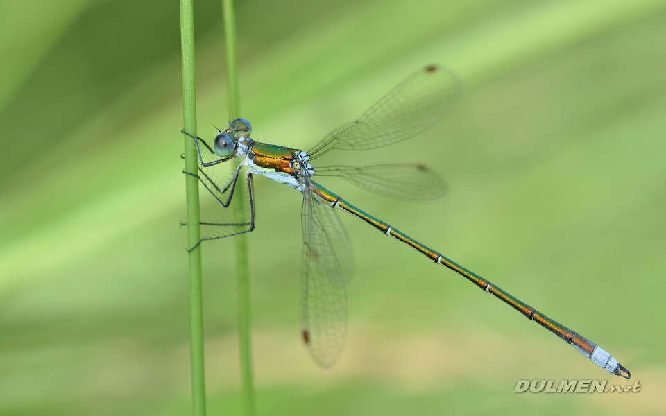 Small Spreadwing (Male, Lestes virens)